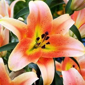  Лилия ОТ гибрид Zelmira (Зелмира)