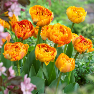 Тюльпан махровый Санловер (в упаковке - 3шт.)