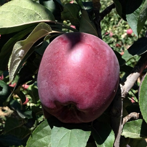 Саженцы Яблоня Джеромини (красная мякоть)