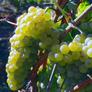 Саженцы Виноград Солнечный