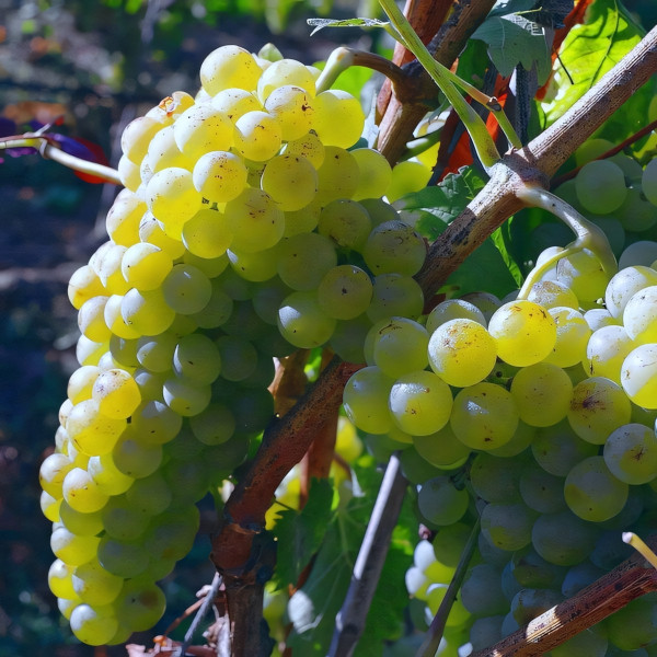 Саженцы Виноград Солнечный