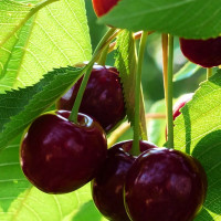 Саженцы Вишня Октава