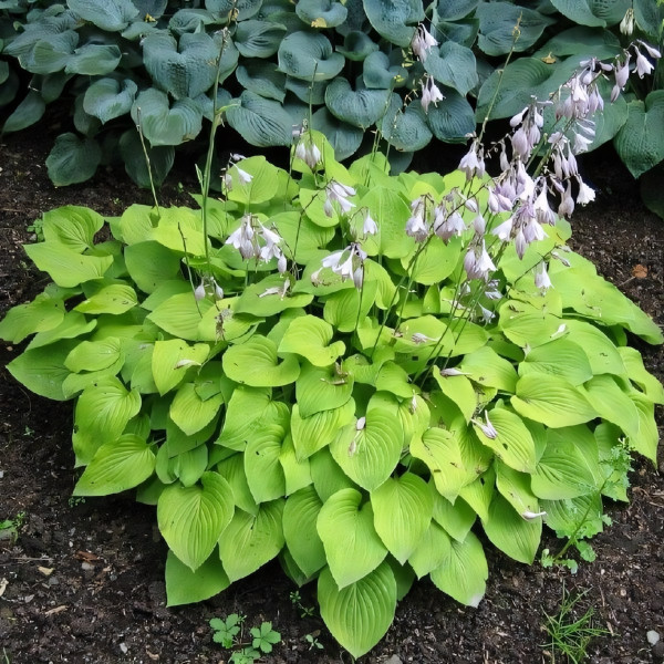 Саженцы Хоста Honeybells (Ханейбелс) L