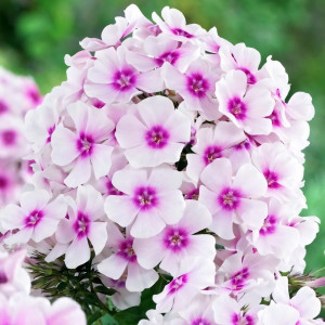 Саженцы Флокс Kirmesländler (Кирмесландлер)
