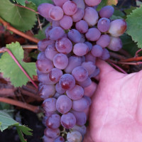 Саженцы Виноград кишмиш Запорожский