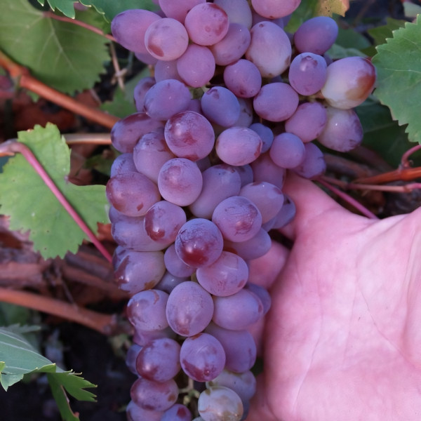 Саженцы Виноград кишмиш Запорожский