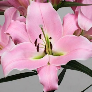  Лилия Коринте