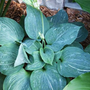 Саженцы Хоста Split Milk (Сплит Милк) L