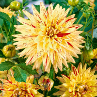 Саженцы Георгина кактусовая Hy Pimento (Хай Пименто)