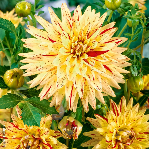 Саженцы Георгина кактусовая Hy Pimento (Хай Пименто)