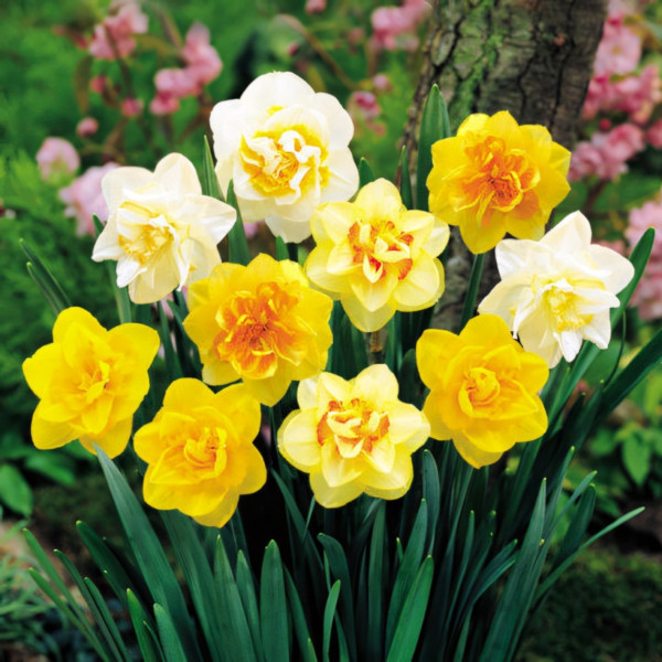 Луковицы Нарциссы махровые, микс (в упаковке - 3шт.)