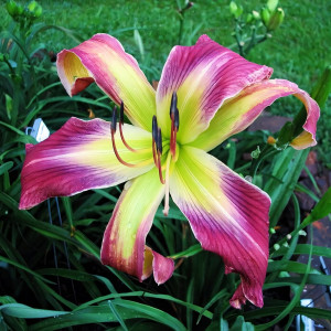 Саженцы Лилейник Pursuit of Happiness (Пасьют оф Хэппинес)