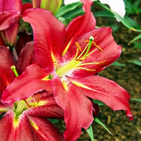 Луковицы  Лилия восточная Commitment (Коммитмент) (3шт.)