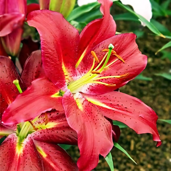 Луковицы  Лилия восточная Commitment (Коммитмент) (3шт.)