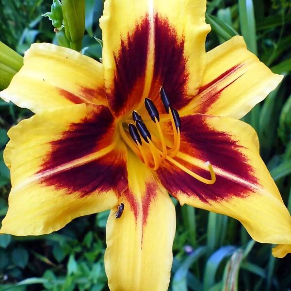 Саженцы Лилейник Bonanza (Бонанза)