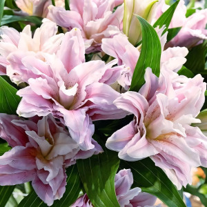  Лилия махровая восточная Sarah Bernhardt (Сара Бернар)