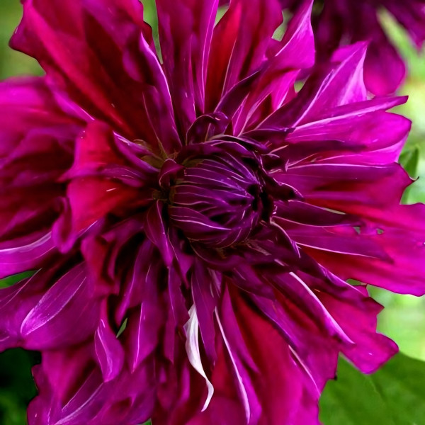 Саженцы Георгина Purple Taiheijo