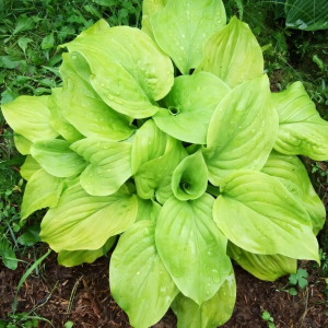 Саженцы Хоста Tortilla Chip (Тортилла Чип) М