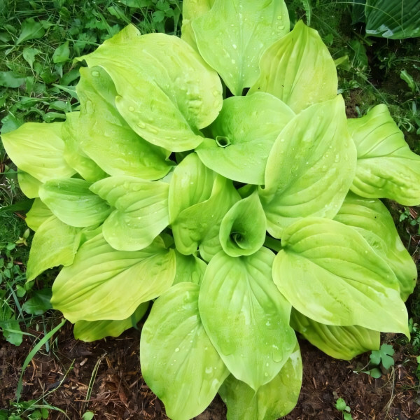 Саженцы Хоста Tortilla Chip (Тортилла Чип) М