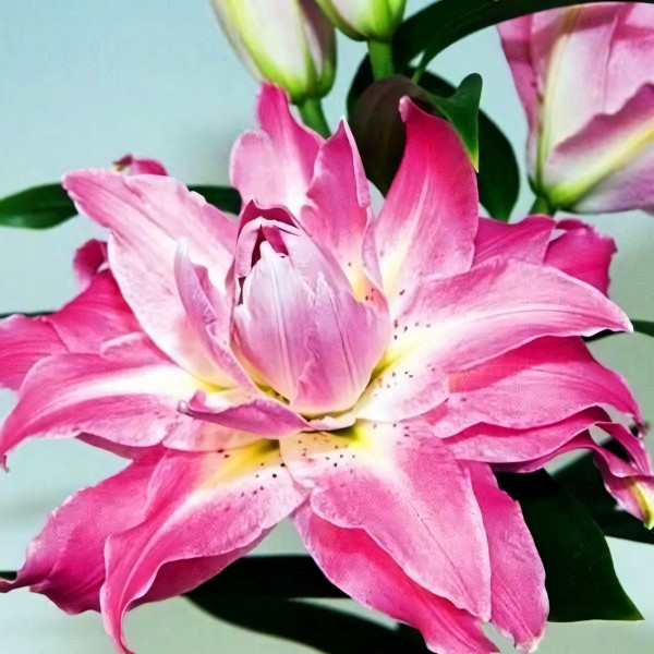 Луковицы  Лилия восточная Twyford (Твифорд) (3шт.)