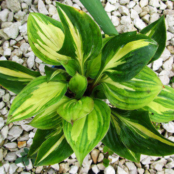 Саженцы Хоста Lakeside Paisley Print (Лэйксайд Пайсли) М