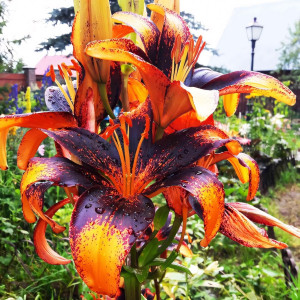  Лилия азиатская Paris Heart (Париж Харт)