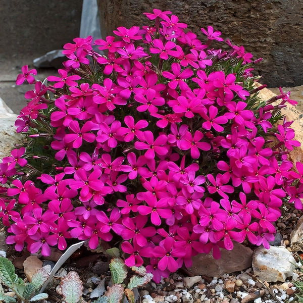 Саженцы Флокс Дугласа Red Admiral (Ред Адмирал)