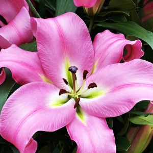  Лилия ОТ гибрид Gracefull (Грейсфул)