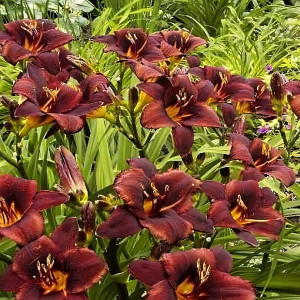 Саженцы Лилейник Chocolate Candy (Чоколэйт Кэнди)