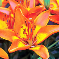 Луковицы  Лилия азиатская Bright Joy (Брайт Джой) (3шт.)