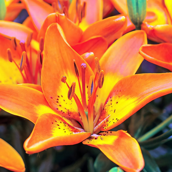 Луковицы  Лилия азиатская Bright Joy (Брайт Джой) (3шт.)