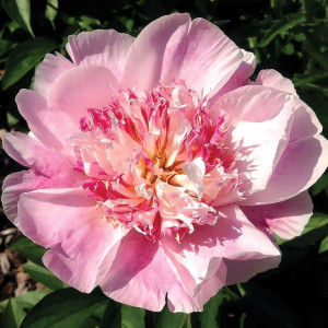 Саженцы Пион Do Tell (Ду Телл)