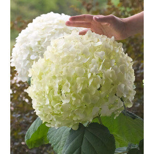 Гортензия древовидная Incrediball