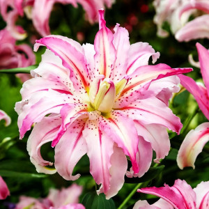  Лилия восточная Broken Heart (Брокен Херт)