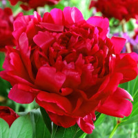 Саженцы Пион Felix Crousse (Феликс Крусс)