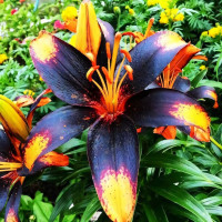 Луковицы  Лилия азиатская Paris Heart (Париж Харт) (3шт.)