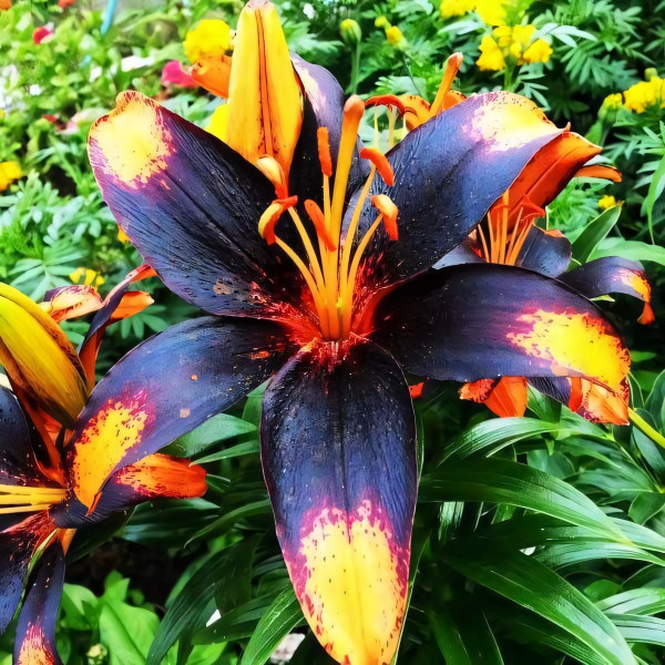 Луковицы  Лилия азиатская Paris Heart (Париж Харт) (3шт.)