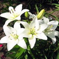 Луковицы  Лилия азиатская Navona (Навона) (3шт.)
