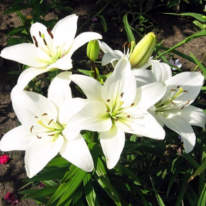  Лилия азиатская Navona (Навона)