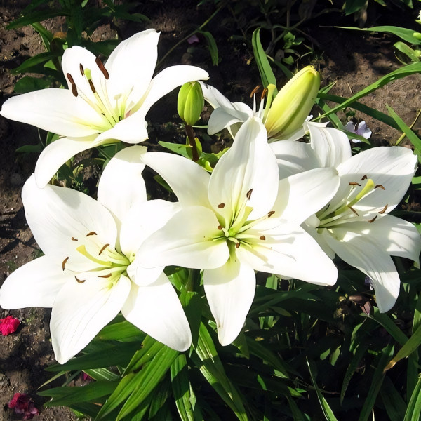 Луковицы  Лилия азиатская Navona (Навона) (3шт.)