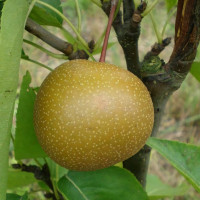 Саженцы Груша Бронзовая