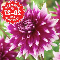 Саженцы Георгина England's Glory