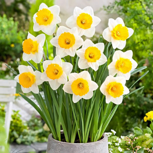 Нарцисс крупнокорончатый Биг Ган (в упаковке - 3шт.)