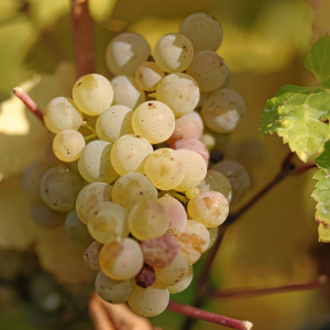 Саженцы Виноград Рислинг