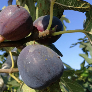 Саженцы Инжир Финиковый