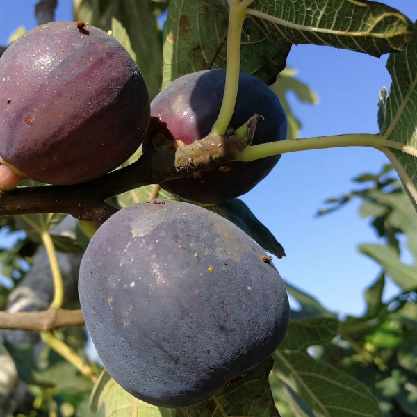 Саженцы Инжир Финиковый