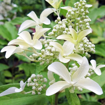 Гортензия метельчатая Great Star (Грейт Стар)