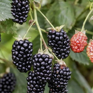 Саженцы Ежевика Навахо