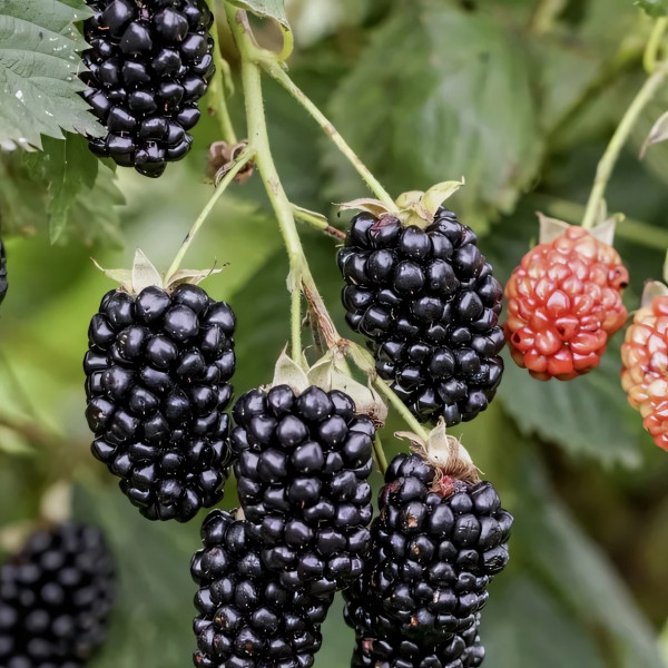 Саженцы Ежевика Навахо