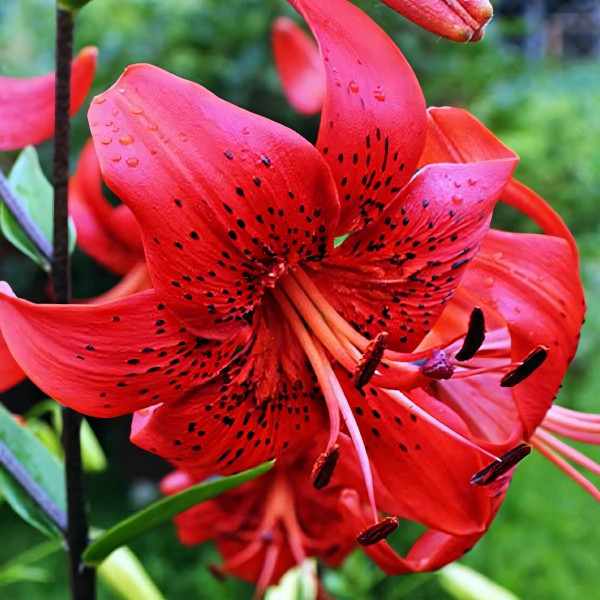 Луковицы  Лилия Red Life (Рэд Лайф) (3шт.)